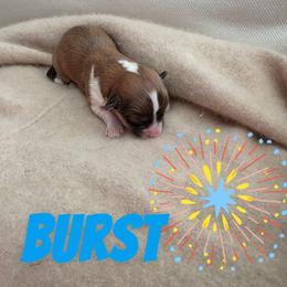 Burst - White and red male Pembroke Welsh Corgi puppy in Indianapolis, Indiana from Mk’s Corgis