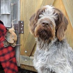 Český Fouseks from Oquassa  Český Fousek