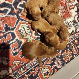 MILO - Apricot male Goldendoodle puppy in Milwaukwe, Wisconsin from Wisconsin Doodles