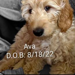Ava - Goldendoodle