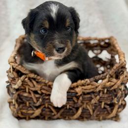 Orange collar - Black tri male Miniature Australian Shepherd puppy in 32046, Florida from River Hill Ranch