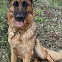 German Shepherds from Dog Behaviorist Denver