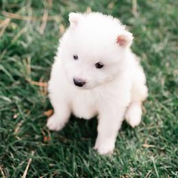 Klondike - White male Samoyed puppy in Morgan, Utah from Mountain Legacy Samoyeds