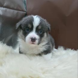 Thunder - Blue male Pembroke Welsh Corgi puppy in Charleroi, Pennsylvania from Twilight Hollow Corgis