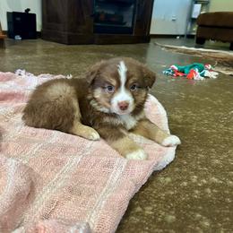 Blaze - Red tri male Miniature Australian Shepherd puppy in Edgar Springs, Missouri from Scott’s Aussies LLC