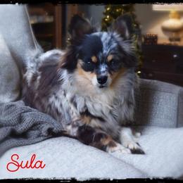 Sula - Chihuahua