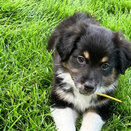 Miniature American Shepherd Puppies from Azure Sky Minis