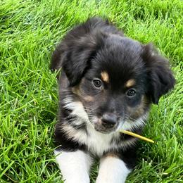 Miniature American Shepherd Puppies from Azure Sky Minis