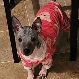 Peppermint Patty - Black tan and white female American Hairless Terrier puppy in Toto, Indiana from Toto Terriers