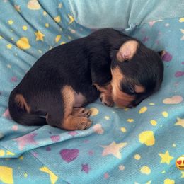 Yorkshire Terrier Puppies from Sharon Gellerman's Yorkshire Terriers