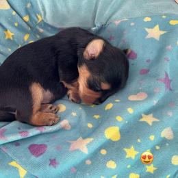Yorkshire Terrier Puppies from Sharon Gellerman's Yorkshire Terriers