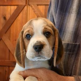 Bridger - Black tan and white male Beagle puppy in Jerome, Missouri from Beam's Beagles