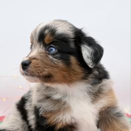 Mr. Talbot - Blue merle male Miniature American Shepherd puppy in Damascus, Oregon from Rebel Soul Minis