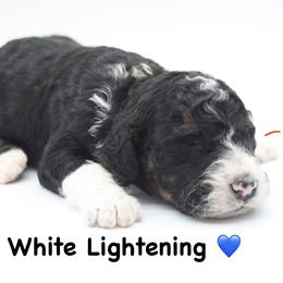 White Lightening - Tri-color male Bernedoodle puppy in Scottsville, Kentucky from Barren River Bernedoodles and Poodles