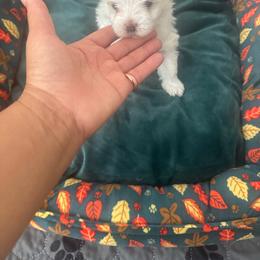 Female puppy 3 Kenya - White female Maltese puppy in Florence, Arizona from Maltese Of Arizona