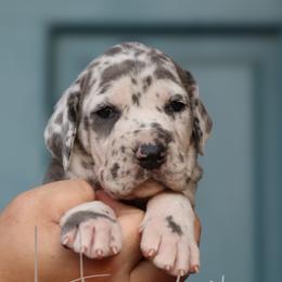 Patches - Harlequin female Great Dane puppy in Denison, Texas from Hundeity Great Danes