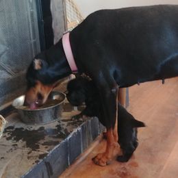 Cocker Spaniel and Doberman Pinscher Puppies from Tamra's