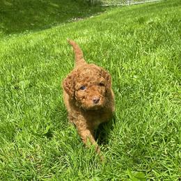 Black- Collar - Red  male Goldendoodle puppy in Fairmont, West Virginia from Mountainside Doodles, LLC