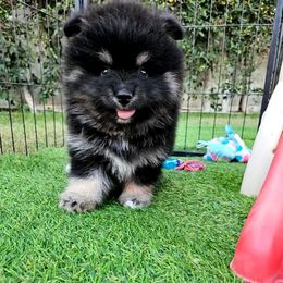 Keanu - Black and white male Pomsky puppy in Southern California, California from SoCal Pomskies LLC