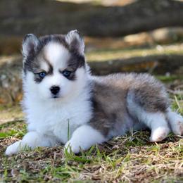 Cuddles - Black and white male Pomsky puppy in Denham Springs, Louisiana from Bayouland Pomskies