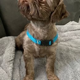 LUNA - Shih Tzu