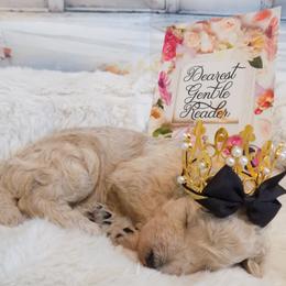 Gregory - Cream male Poodle puppy in Fountain, Florida from Silva Royale Standard Poodles