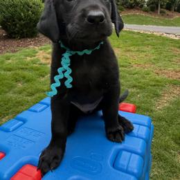 Teal Collar Black Female - Black female Labrador Retriever puppy in Gainesville, Georgia from Rucker Retrievers