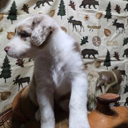 Rusty - Red merle male Australian Shepherd puppy in Fort Morgan, Colorado from 4B Ranch & Livestock, LLC