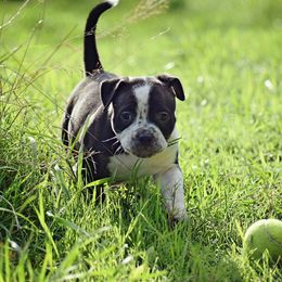 American Bully Puppies from Dark Water Bullies