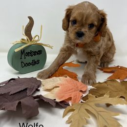 Wolfie - Red male Cavapoo puppy in Columbus, Montana from Montanas Mountain Bernedoodles