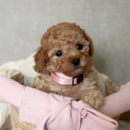 Rose - Apricot female Poodle puppy in Charlotte, North Carolina from Bruno & Co. Puppies