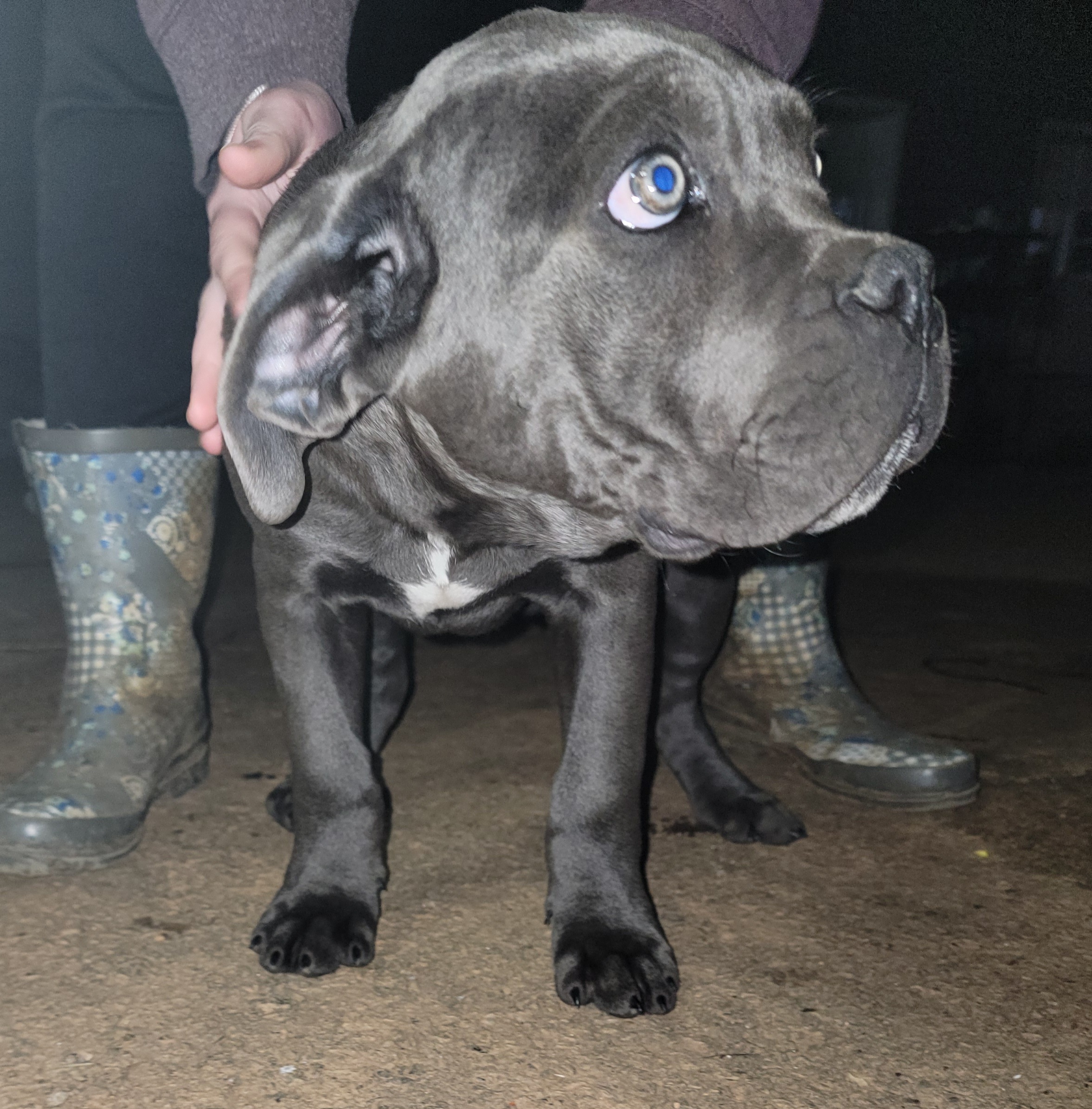 Cane Corso Puppies from Hardradas Dynasty Cane Corso
