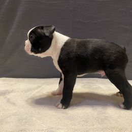 Boston Terrier Puppies from Misty Mountain Boston Terriers