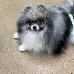Ozzy - Pomeranian