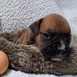 Black - Fawn male Boxer puppy in Franklin, Georgia from Lakeside Kennels of Franklin