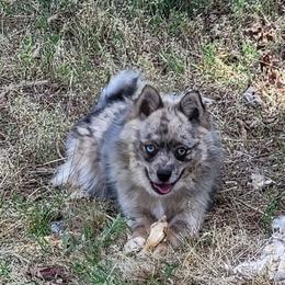 Huckleberry - Merle male Pomsky puppy in Gladstone, Virginia from Rustic Charms Miniature Huskys