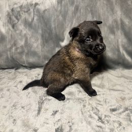 Purple - Fawn sable female Belgian Malinois puppy in Klamath Falls, Oregon from Stellar Malinois