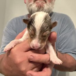 Girl 1 - White merle female Collie puppy in Lonoke, Arkansas from Colley Collies