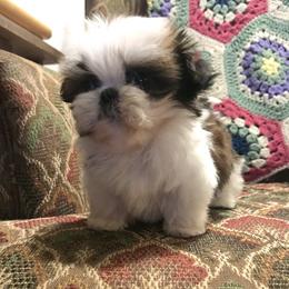Shih Tzu Puppies from Willow Lane Shih Tzus