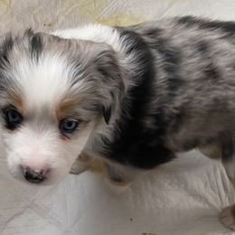 Miniature Australian Shepherd Puppies from Water's Edge Aussies