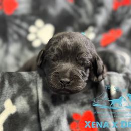 Light blue - Black male Labrador Retriever puppy in Beaverdam, Virginia from Riverside Sunset Labrador Retrievers