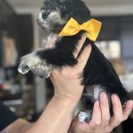 Dachshund and Miniature Schnauzer Puppies from West Valley Schnauzers & Dachshunds