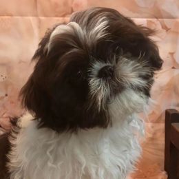 Brinkley - Shih Tzu