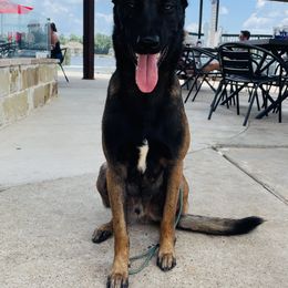 Belgian Malinois from MainLine Malinois