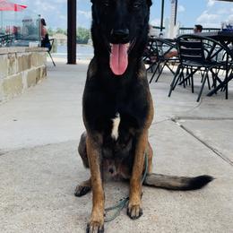 Belgian Malinois from MainLine Malinois