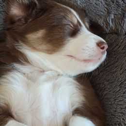 Girl 6 - Border Collie puppy in Chino Valley, Arizona from Dog Pond Border Collies
