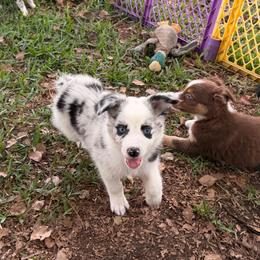Girl 2 - Blue merle female Australian Shepherd puppy in Lakeland, Florida from Infinite Aussies