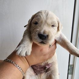 Green - Light golden male Golden Retriever puppy in Lucasville, Ohio from Halo Kennels