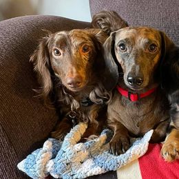 Dachshunds from Elizabeth's Dachshunds