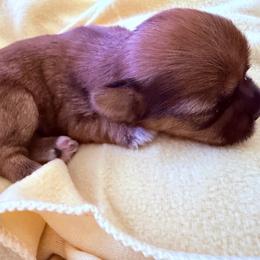 Girl 3 - Black gold and white female Shorkie puppy in Florida from Shih tzus and Shorkies Galore